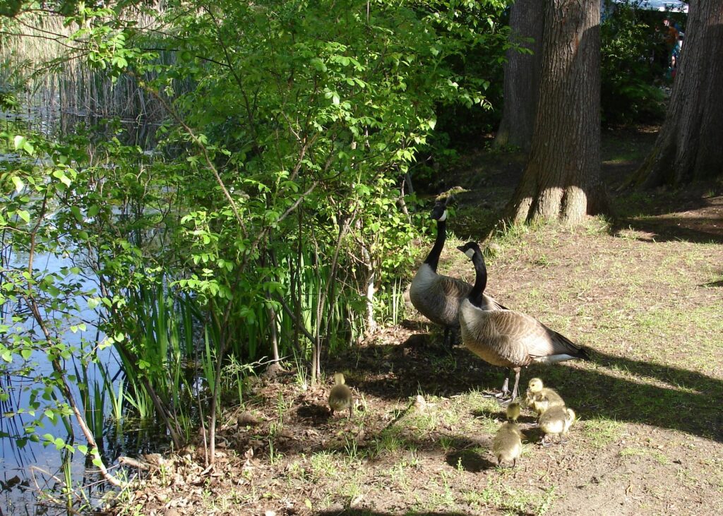 Zwei erwachsene Gänse stehen am Rande eines Teichs, der von Grün und hohen Bäumen umgeben ist, und fünf flauschige Gänseküken liegen in der Nähe auf dem sonnenbeschienenen Boden.